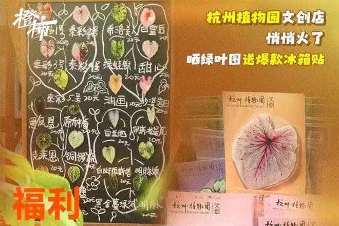 冰箱贴、不死鸟盆栽橙柿福利上新啦AG真人