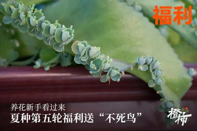 冰箱贴、不死鸟盆栽橙柿福利上新啦AG真人平台一乐拉面杯、爆款树叶(图9) 冰箱贴、不死鸟盆栽橙柿福利上新啦AG真人平台一乐拉面杯、爆款树叶(图9)